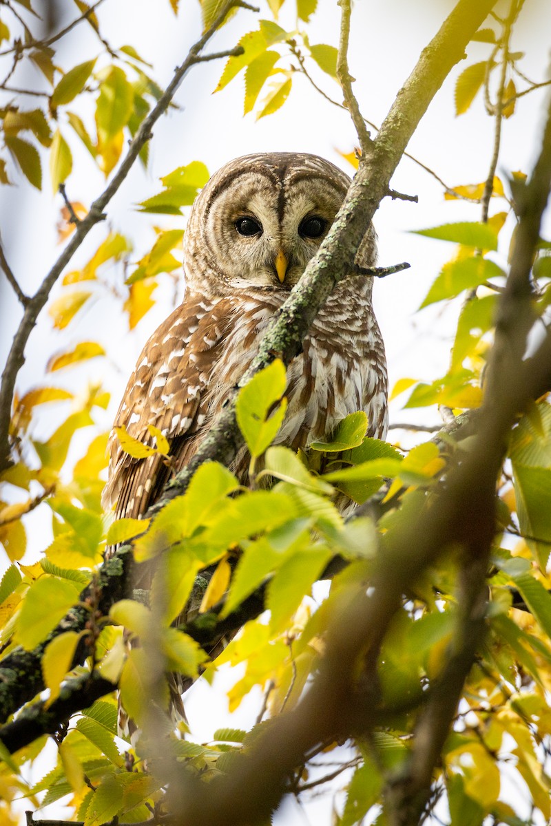 puštík proužkovaný - ML644581975