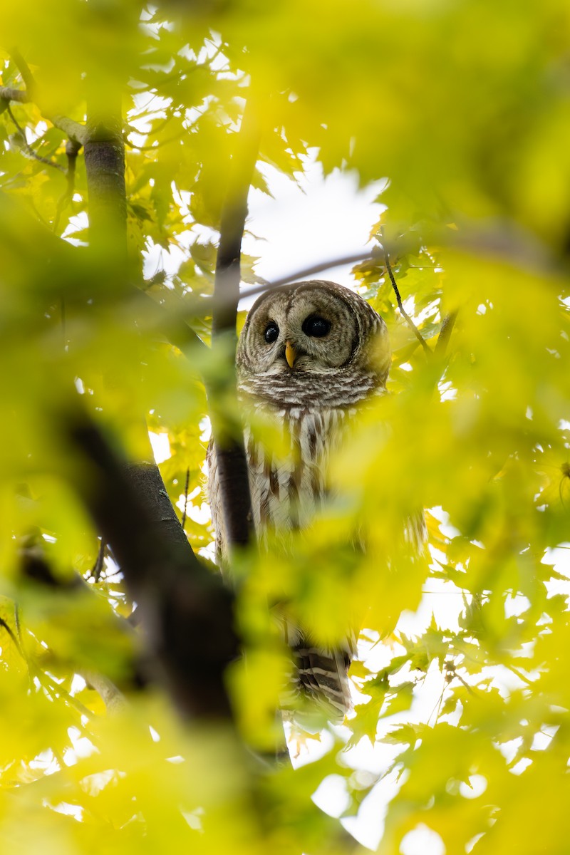 puštík proužkovaný - ML644581976