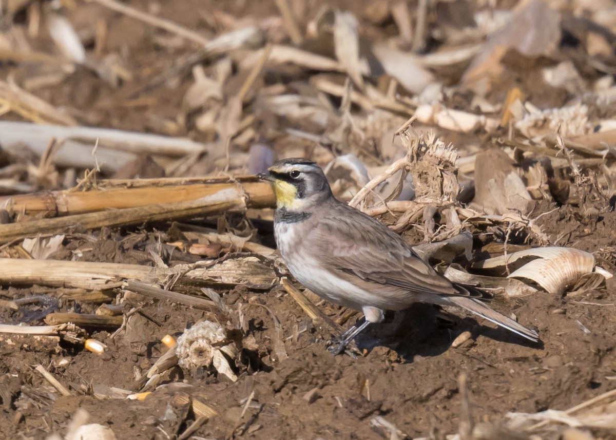 Horned Lark - ML644581977