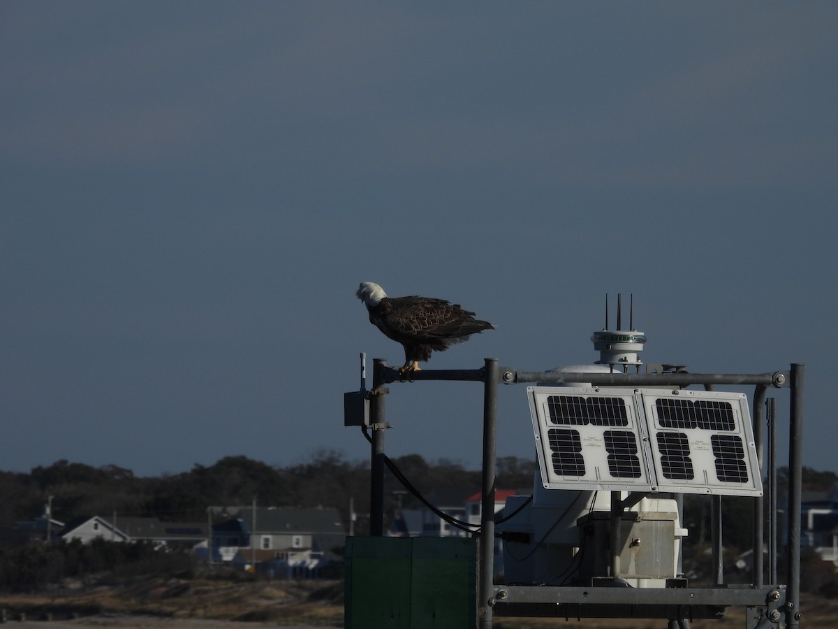 Bald Eagle - ML644581979