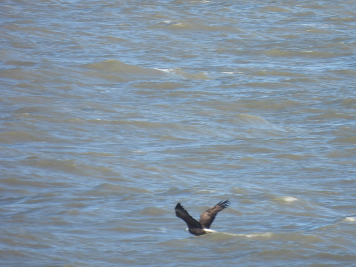 Bald Eagle - ML644581980