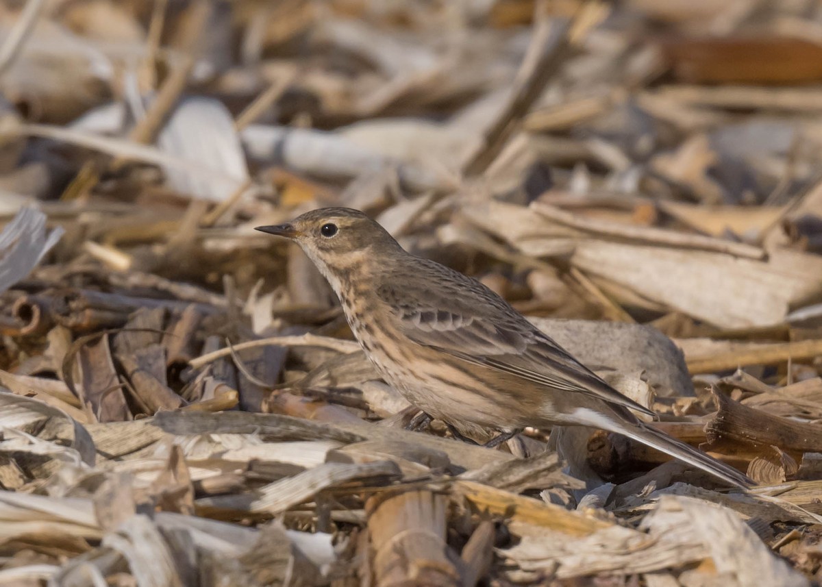 American Pipit - ML644581992
