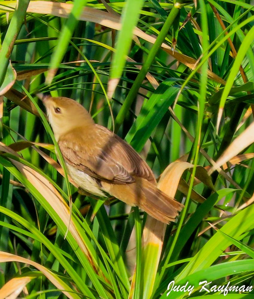 Seidensänger - ML644581994