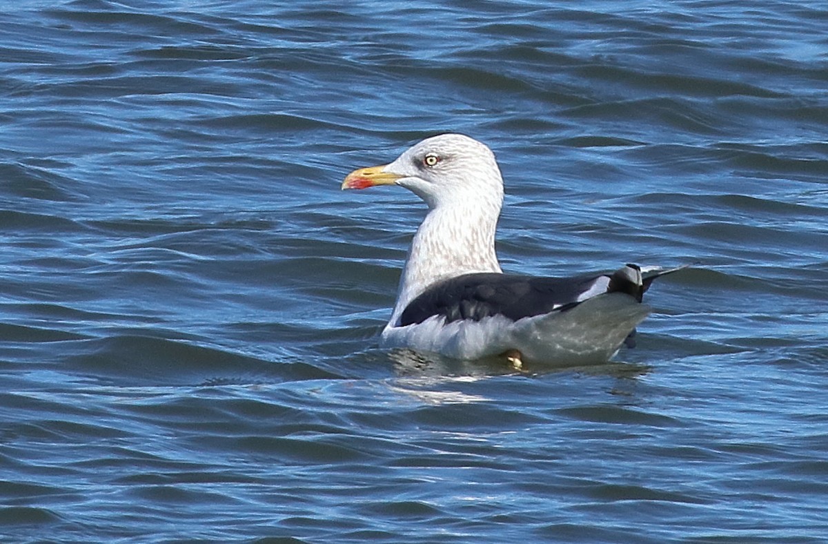 Мартин чорнокрилий - ML644582000