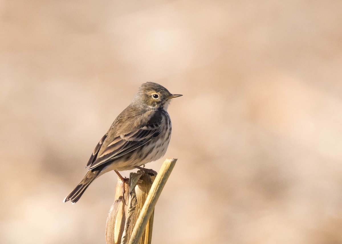 American Pipit - ML644582001