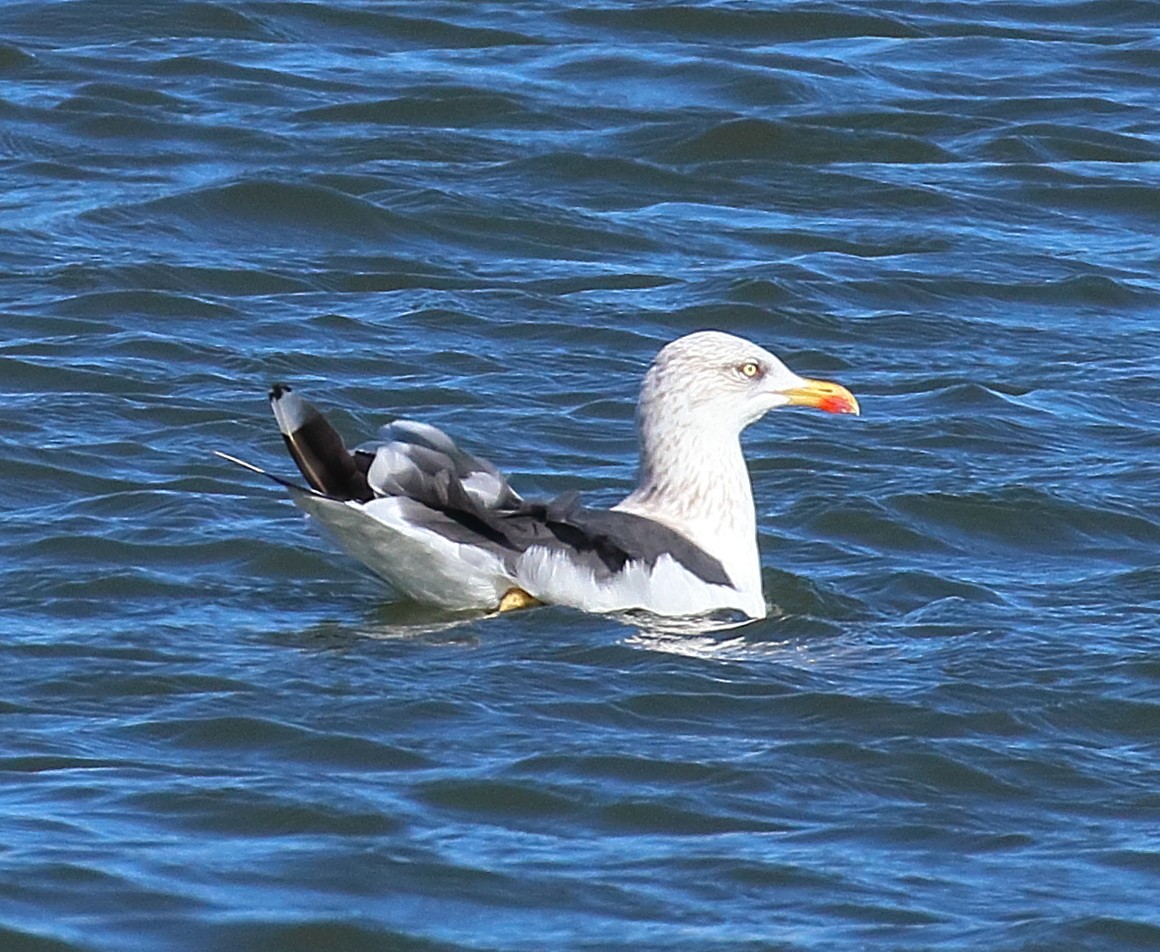 Мартин чорнокрилий - ML644582002