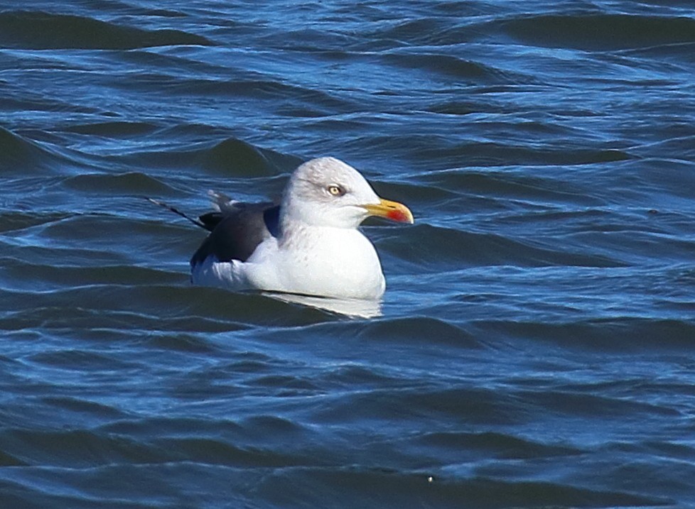 Мартин чорнокрилий - ML644582008