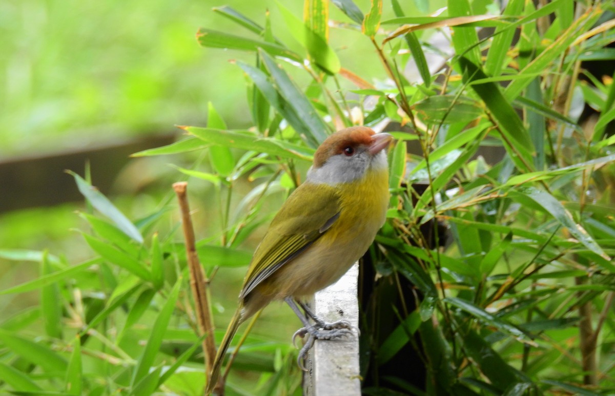 Rufous-browed Peppershrike - Pablo Alejandro Pla