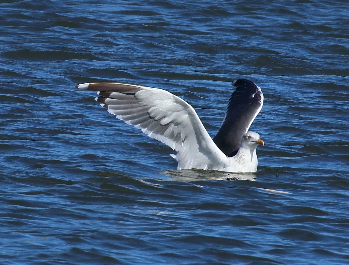 Мартин чорнокрилий - ML644582014