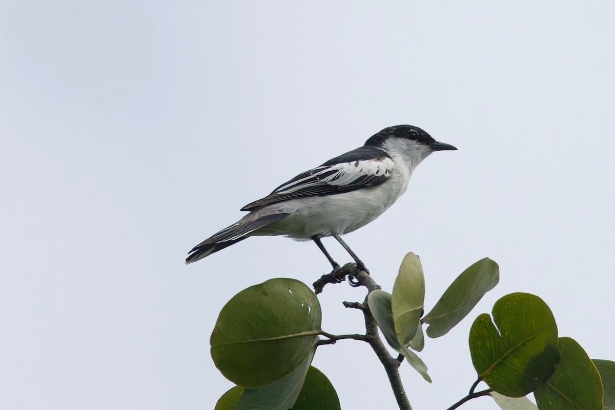 White-shouldered Triller - ML644582030