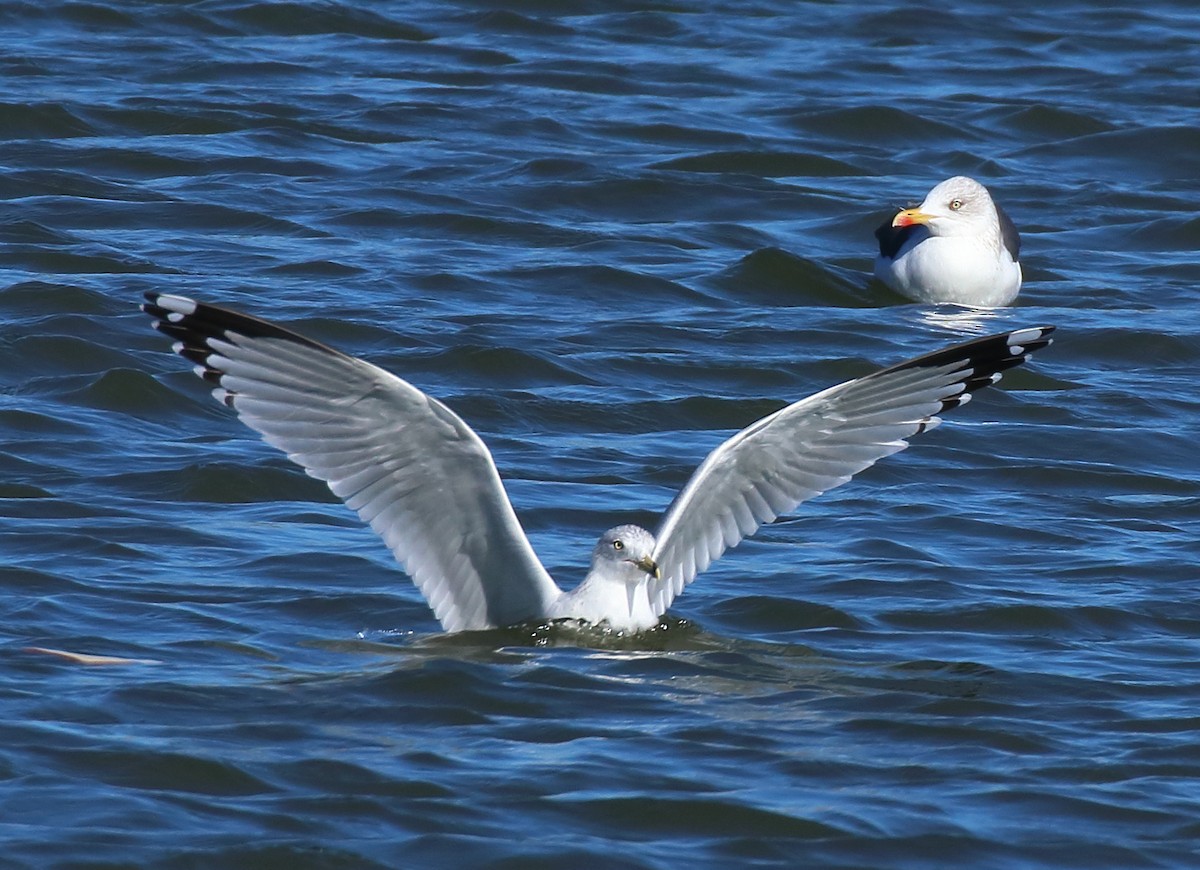 Мартин делаверський - ML644582034
