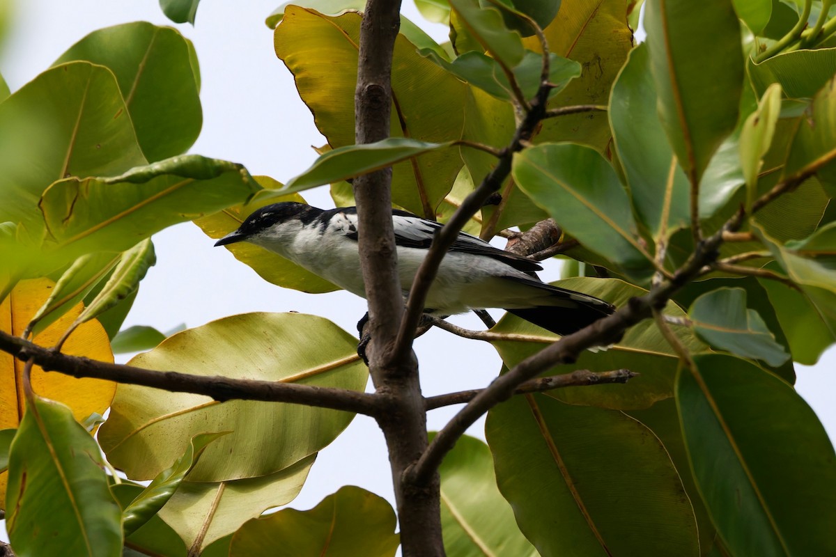 White-shouldered Triller - ML644582037