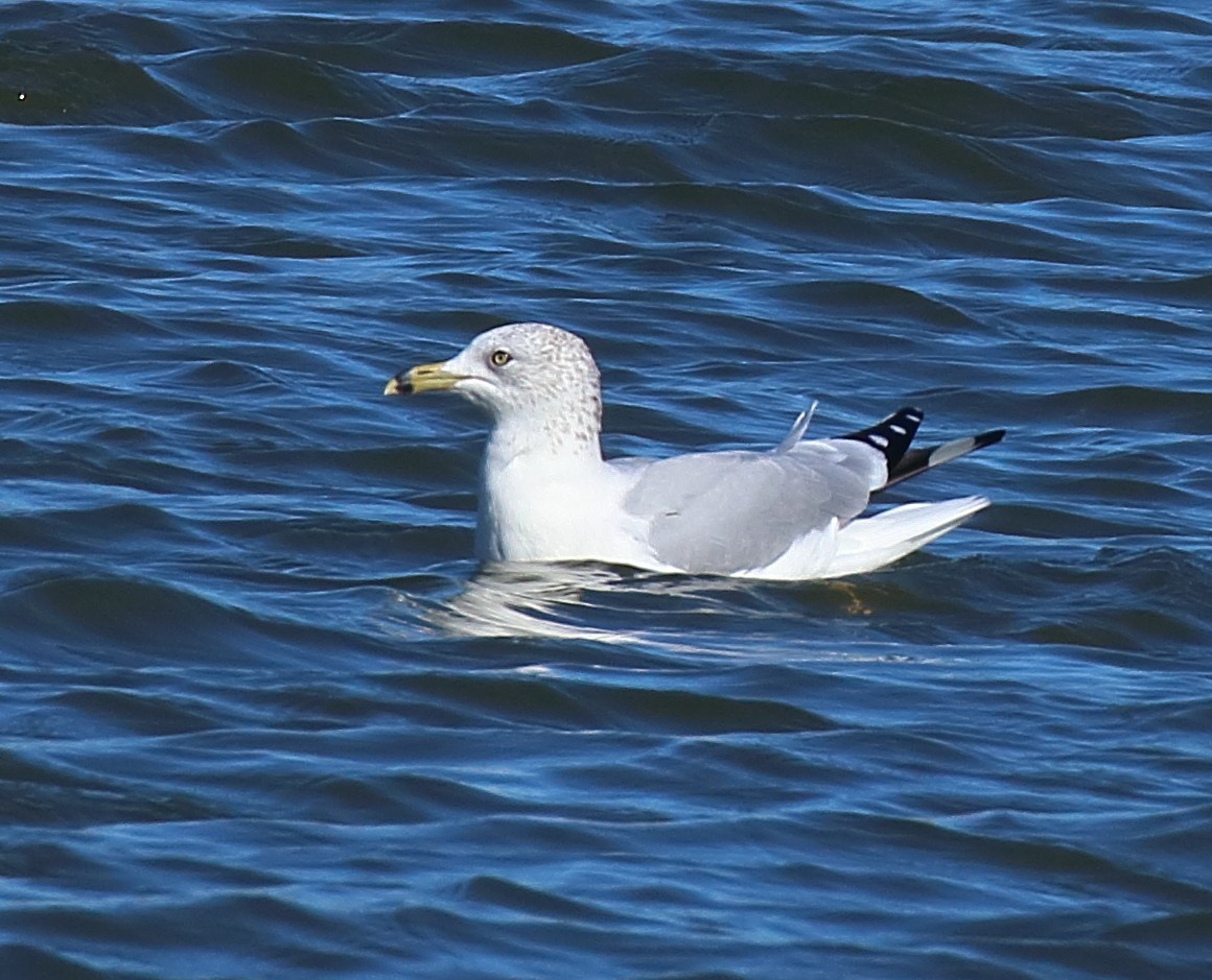 Мартин делаверський - ML644582038