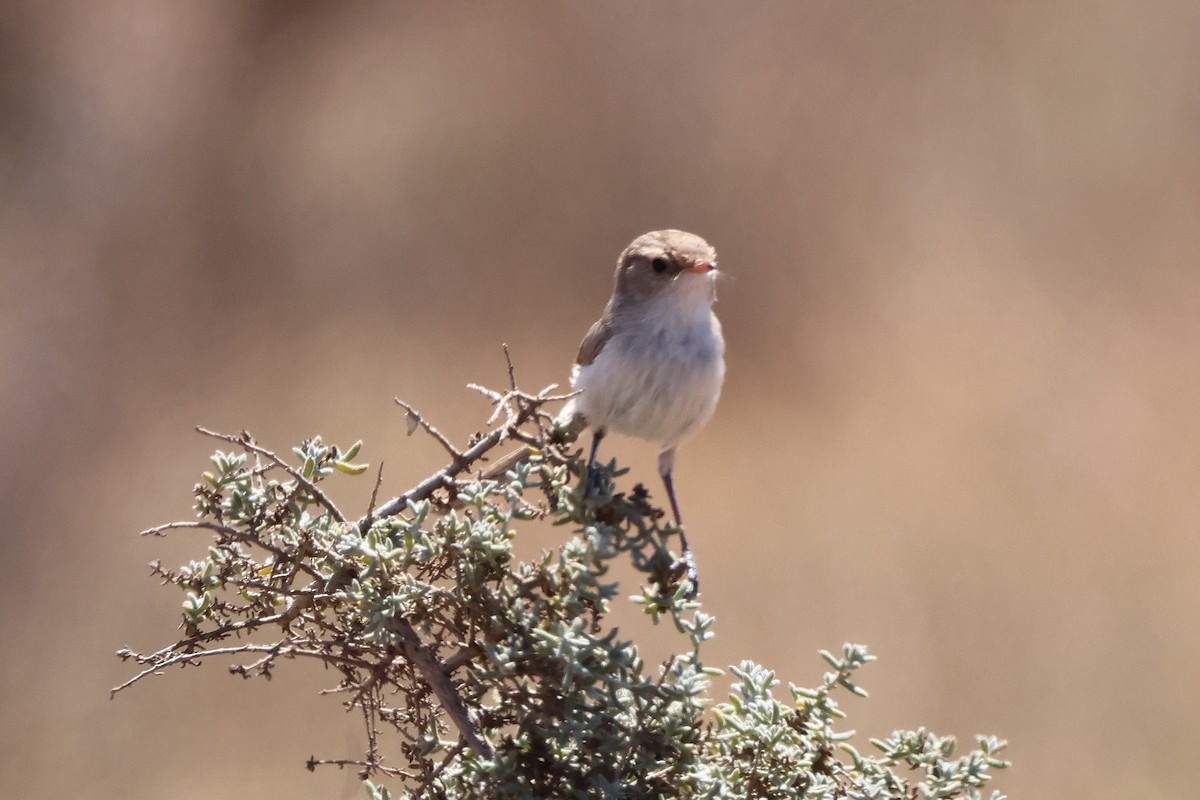 White-winged Fairywren - ML644582039