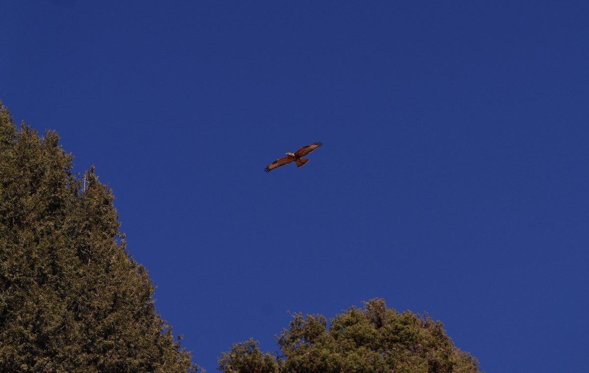Long-legged Buzzard - ML644582040