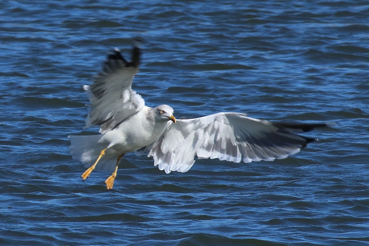 Мартин чорнокрилий - ML644582041