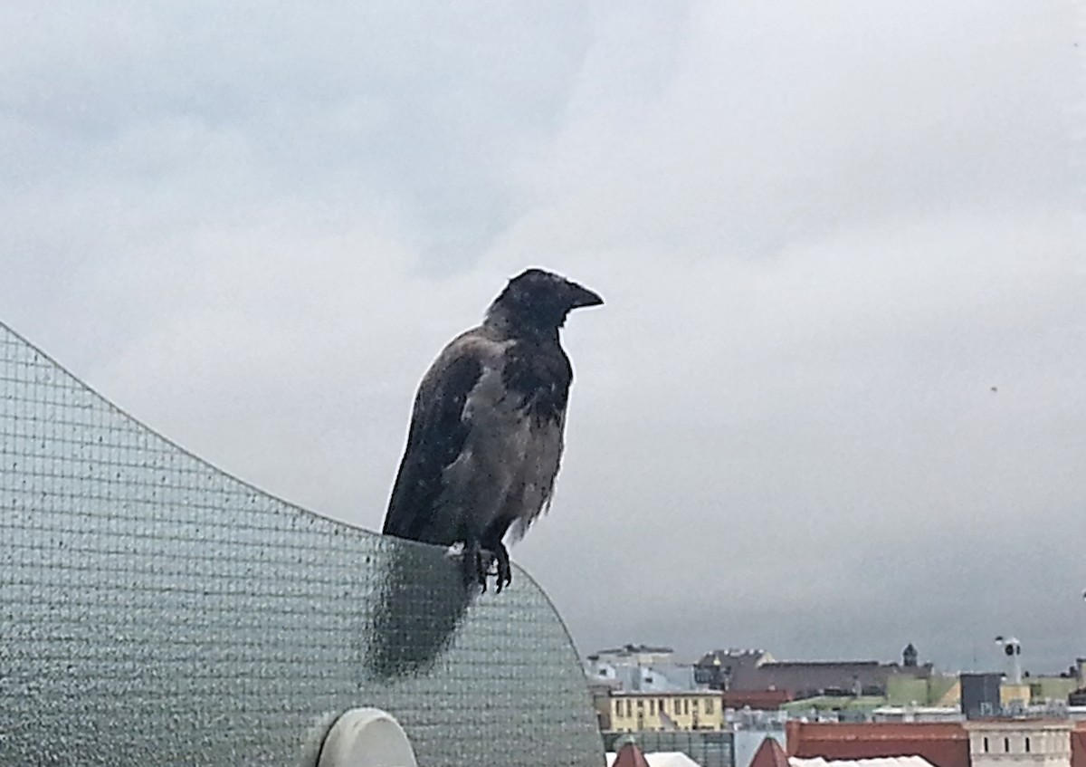 Leş Kargası - ML644582052