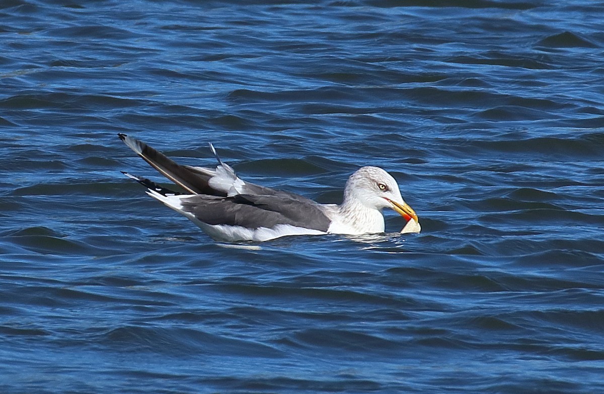 Мартин чорнокрилий - ML644582054