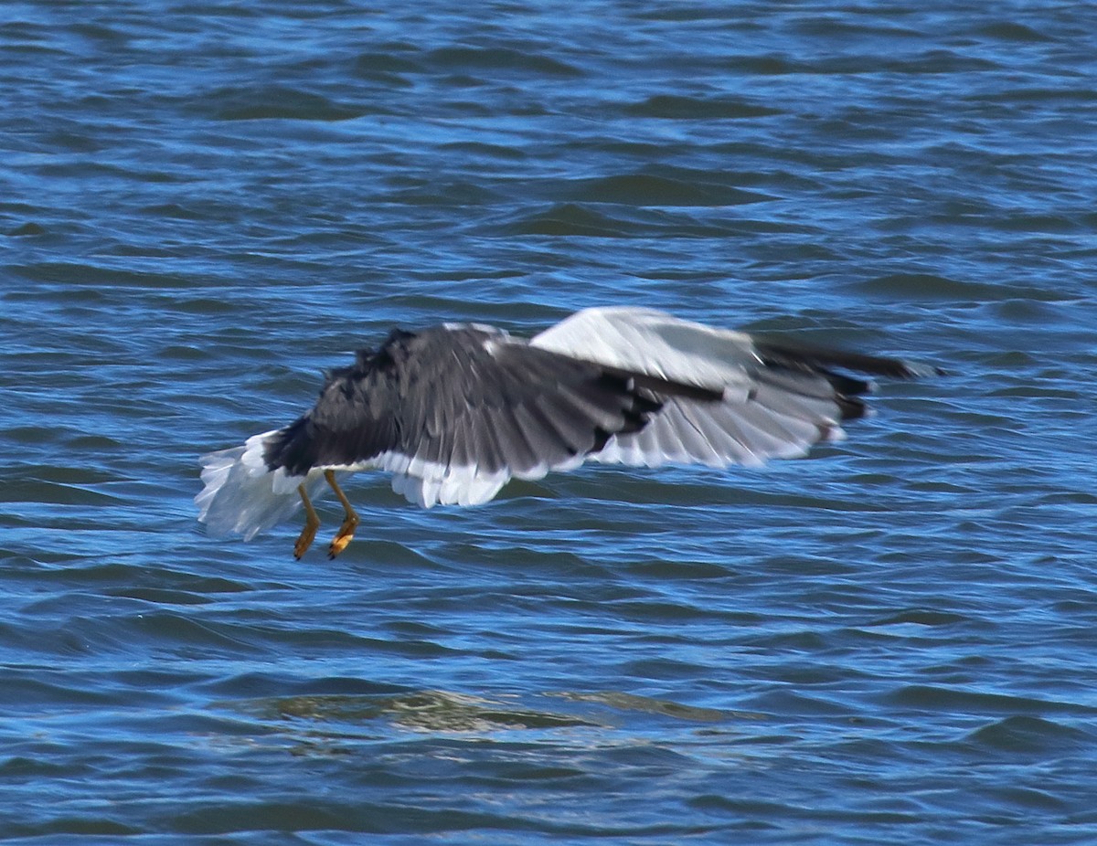 Мартин чорнокрилий - ML644582058