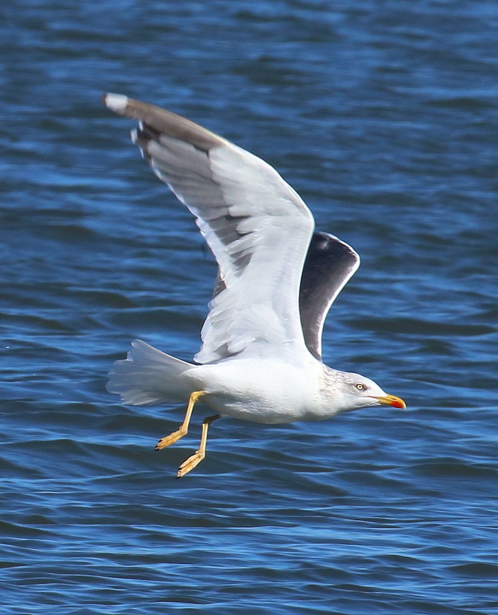 Мартин чорнокрилий - ML644582062