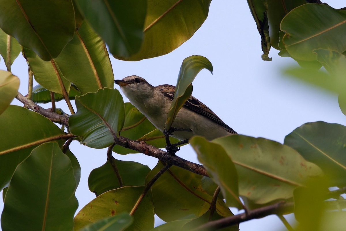 White-shouldered Triller - ML644582065