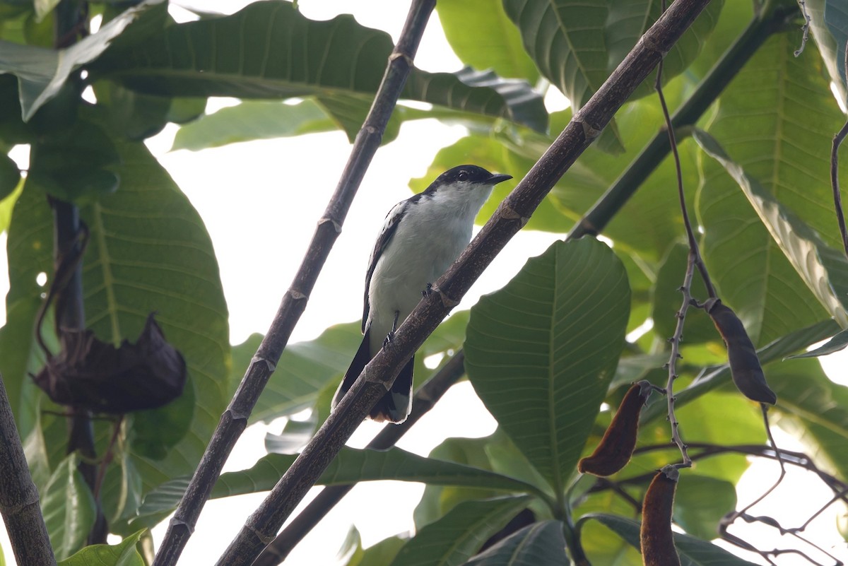 White-shouldered Triller - ML644582066