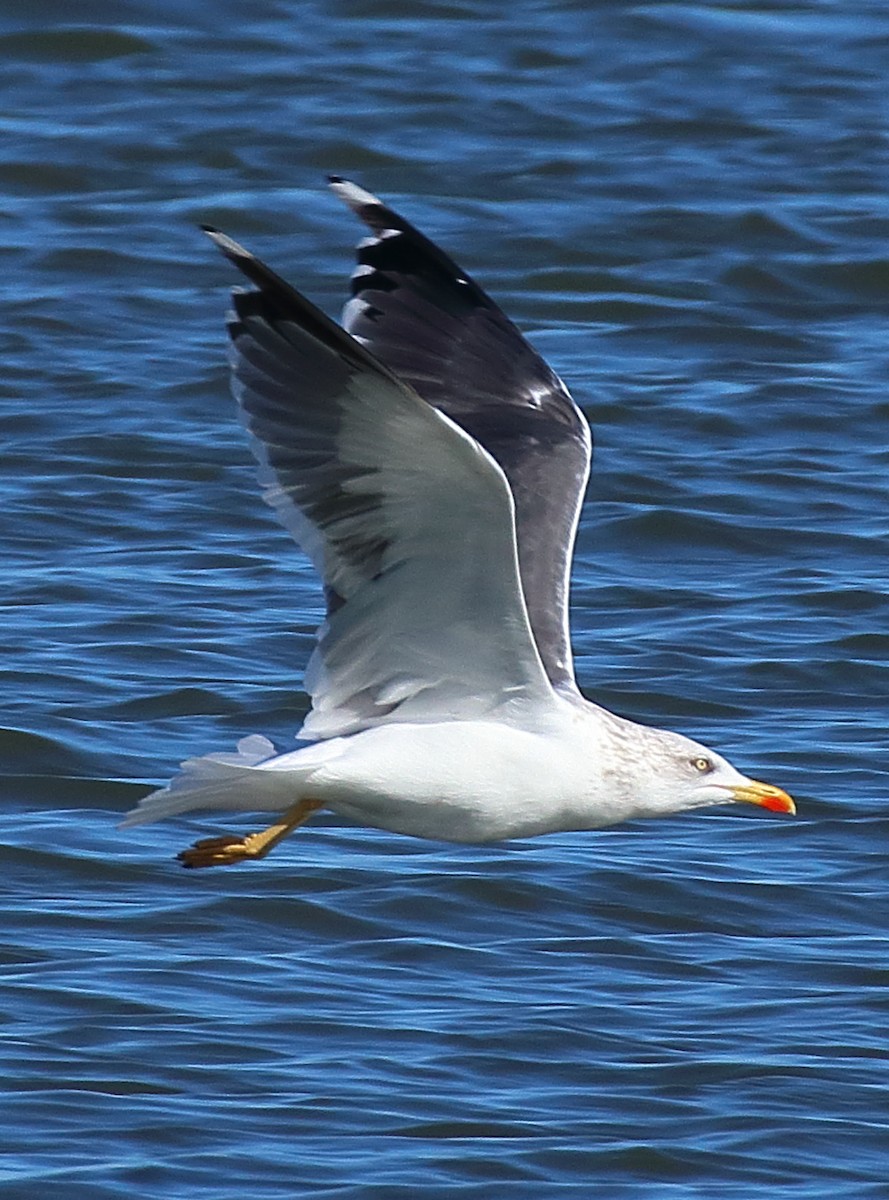 Мартин чорнокрилий - ML644582067