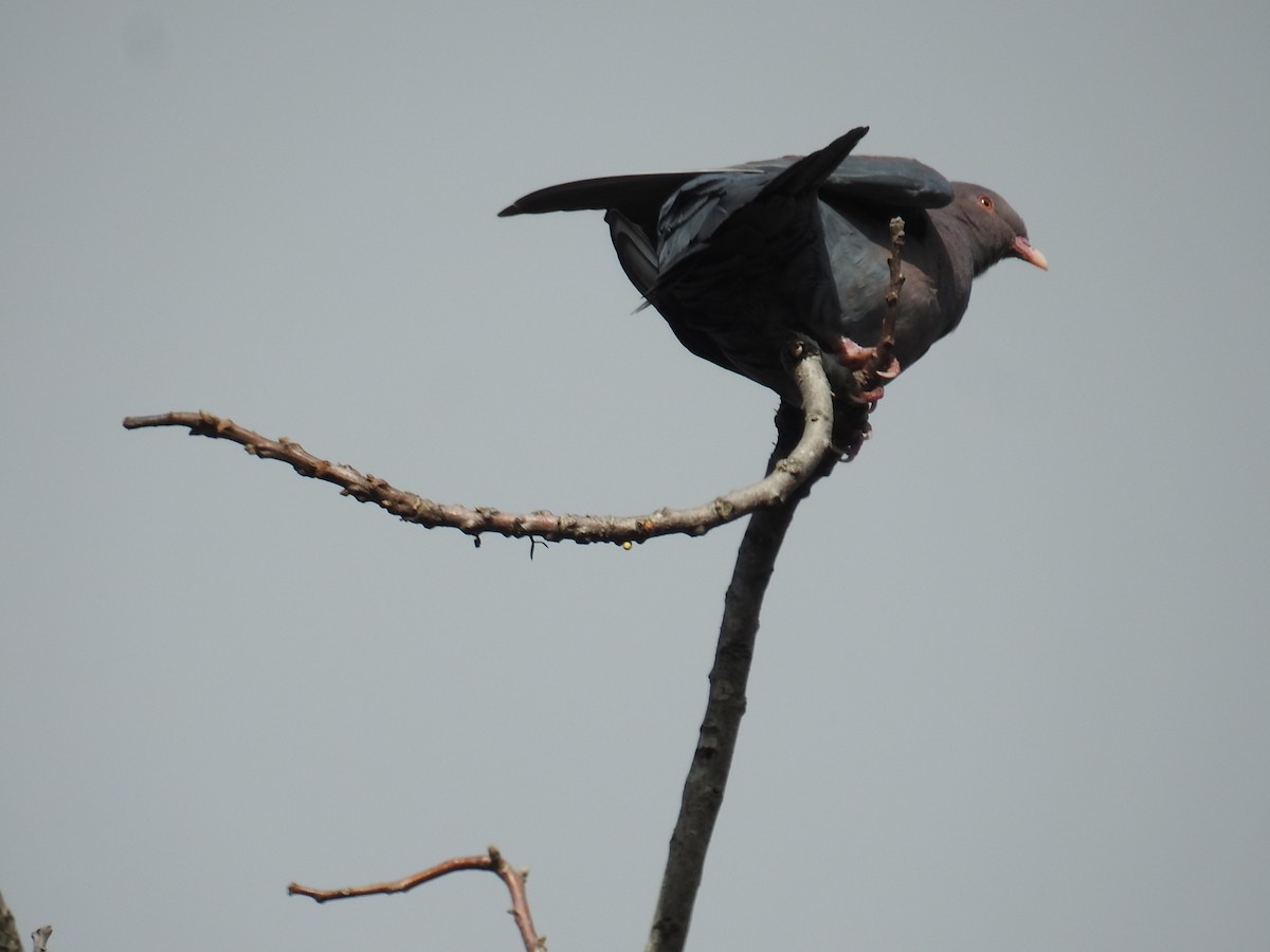 Sarı Gagalı Kızılca Güvercin - ML644582072