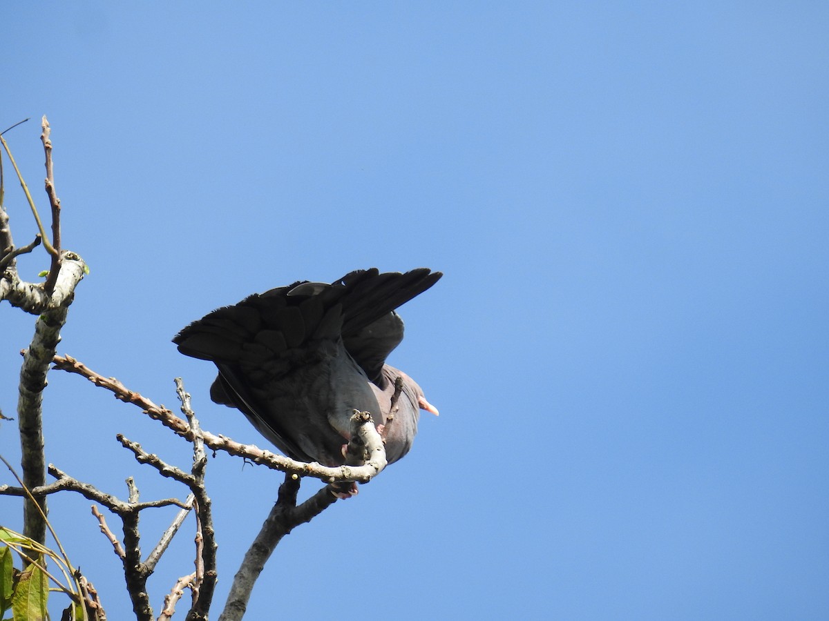 Sarı Gagalı Kızılca Güvercin - ML644582073