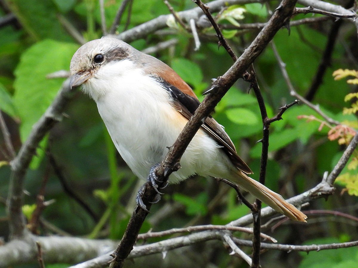 Bay-backed Shrike - ML644582074
