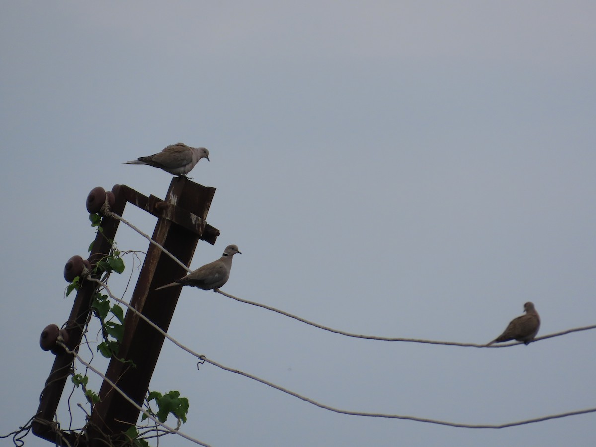 Tortora dal collare - ML644582075