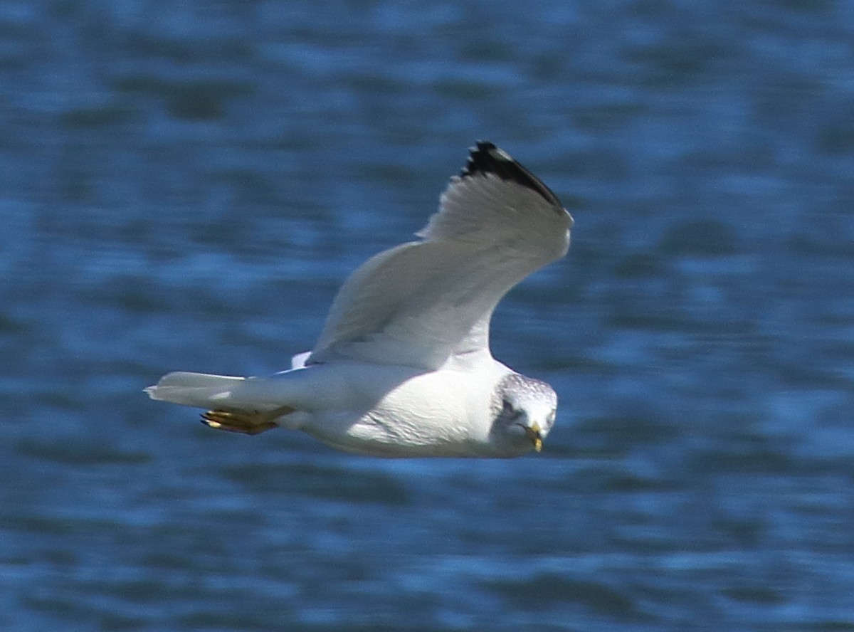 Мартин делаверський - ML644582081