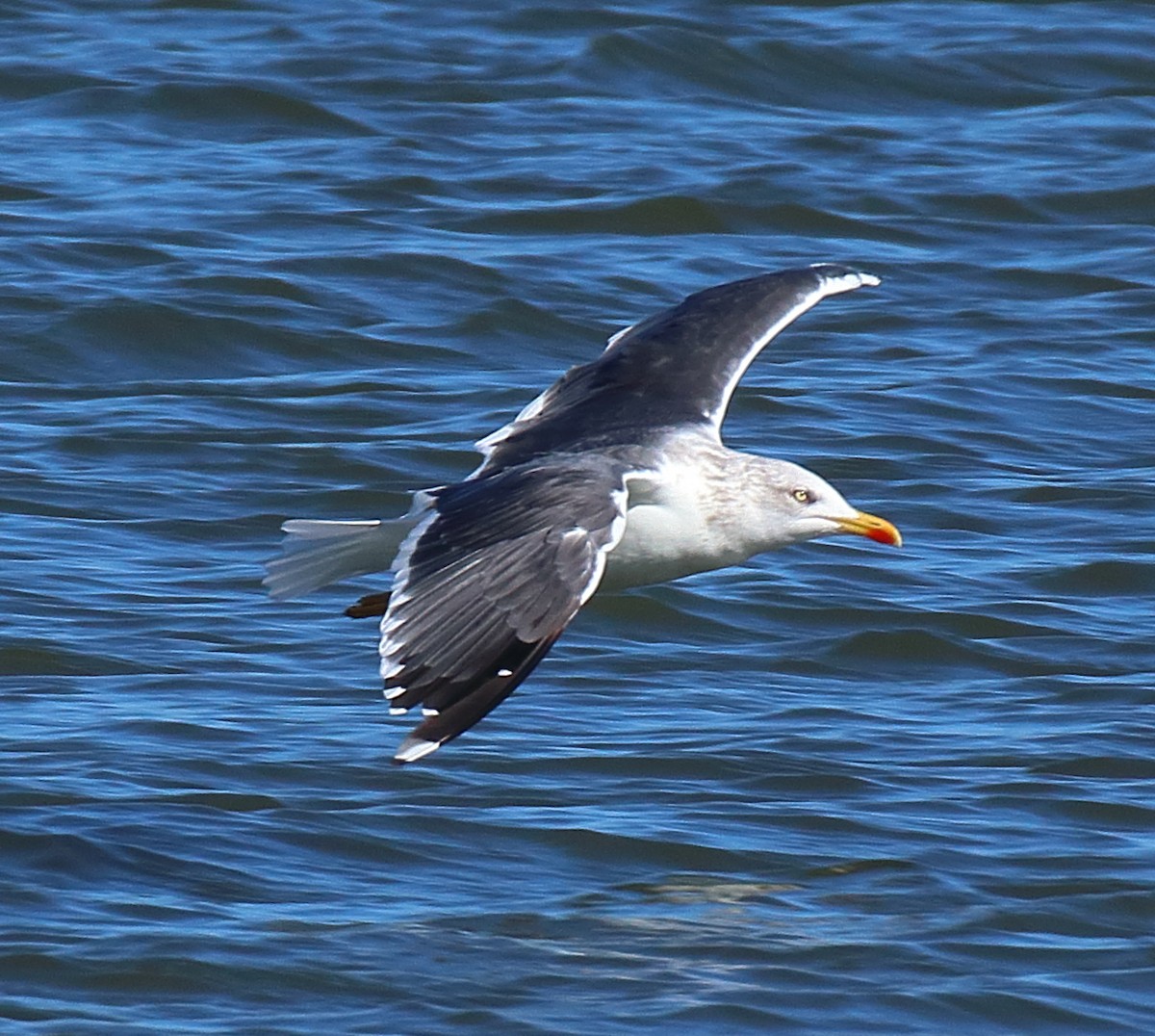 Мартин чорнокрилий - ML644582091