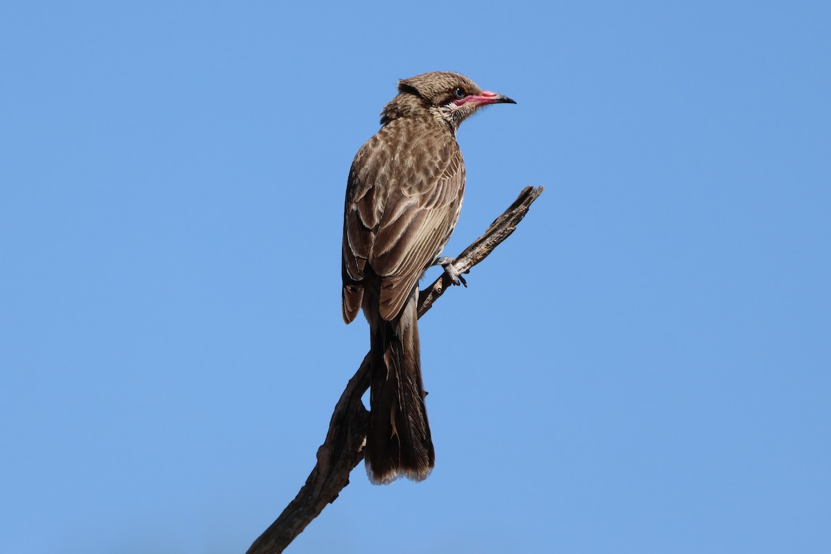 Diken Yanaklı Balkuşu - ML644582096