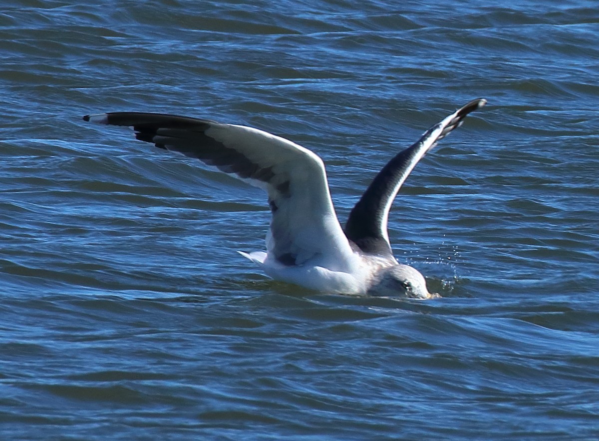 Мартин чорнокрилий - ML644582100