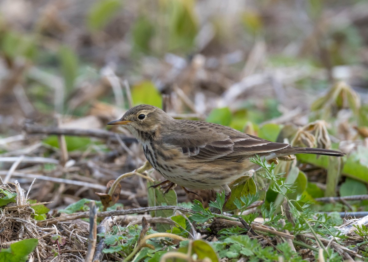 American Pipit - ML644582101