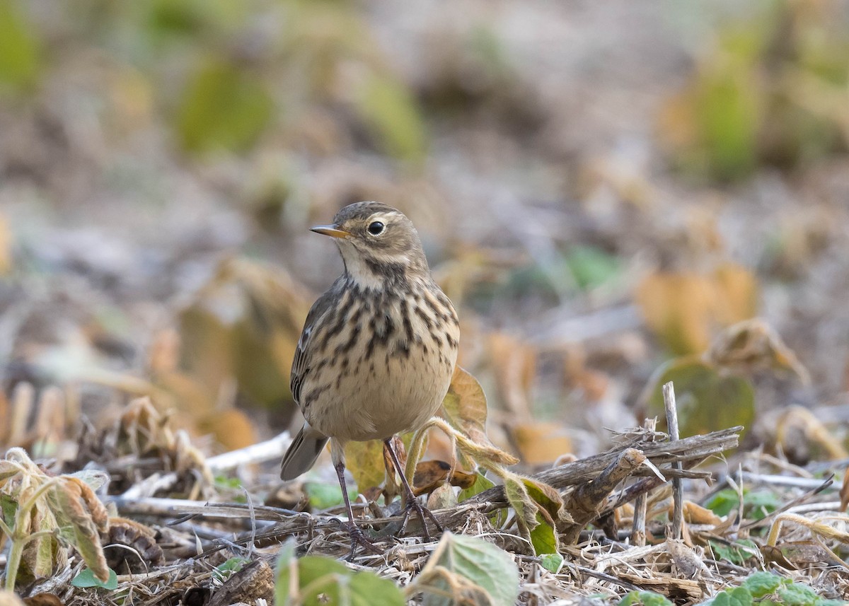 American Pipit - ML644582112