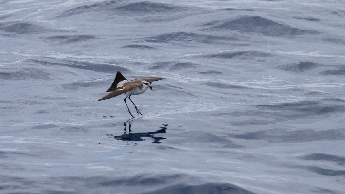 Océanite frégate - ML644582114