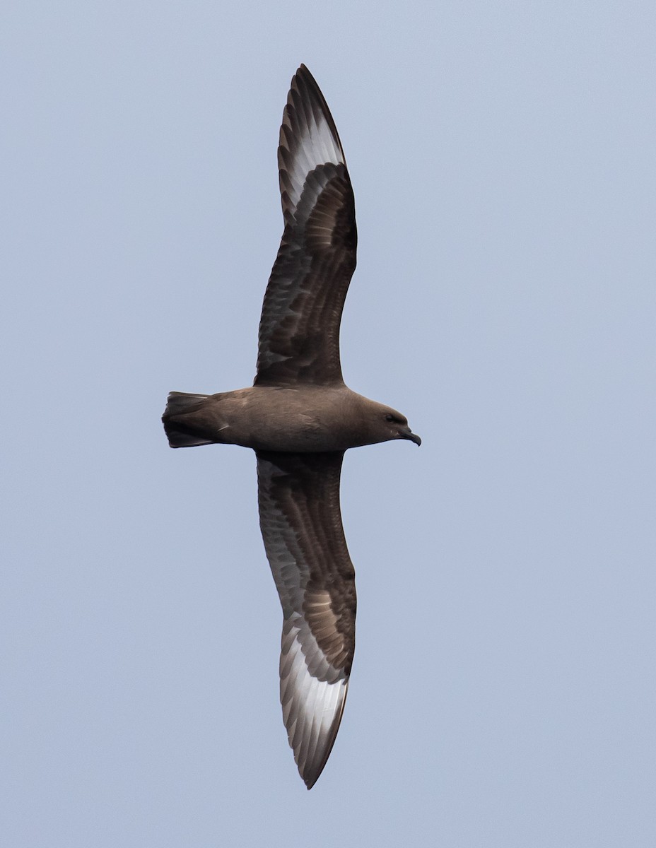 Pétrel des Kermadec - ML644582121