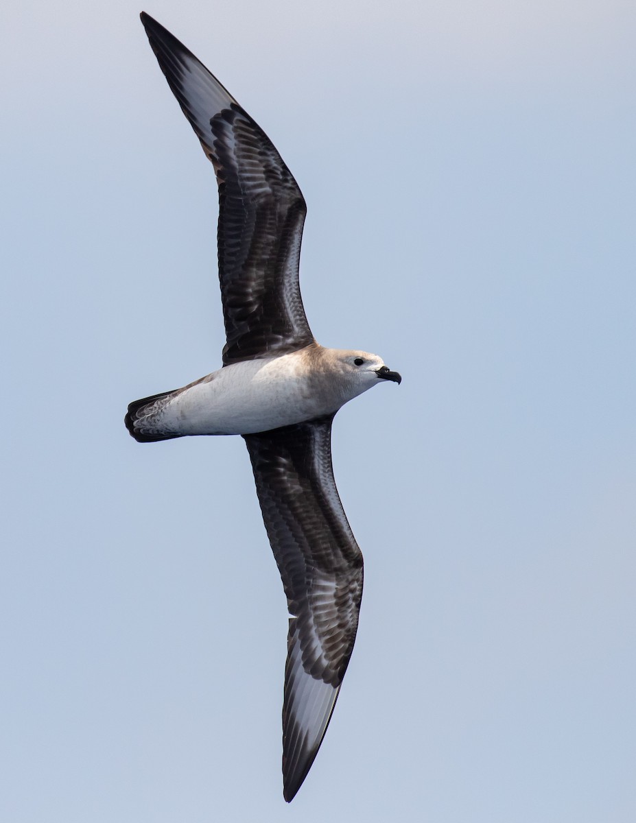 Pétrel des Kermadec - ML644582122