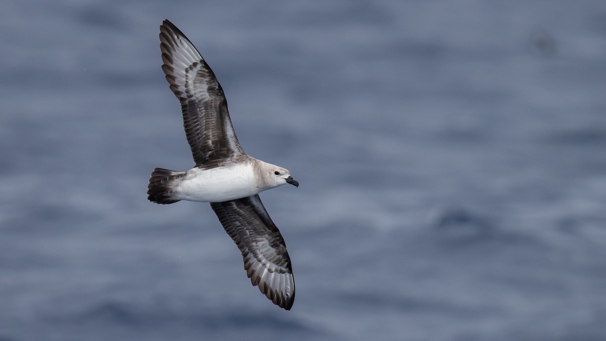 Pétrel des Kermadec - ML644582123