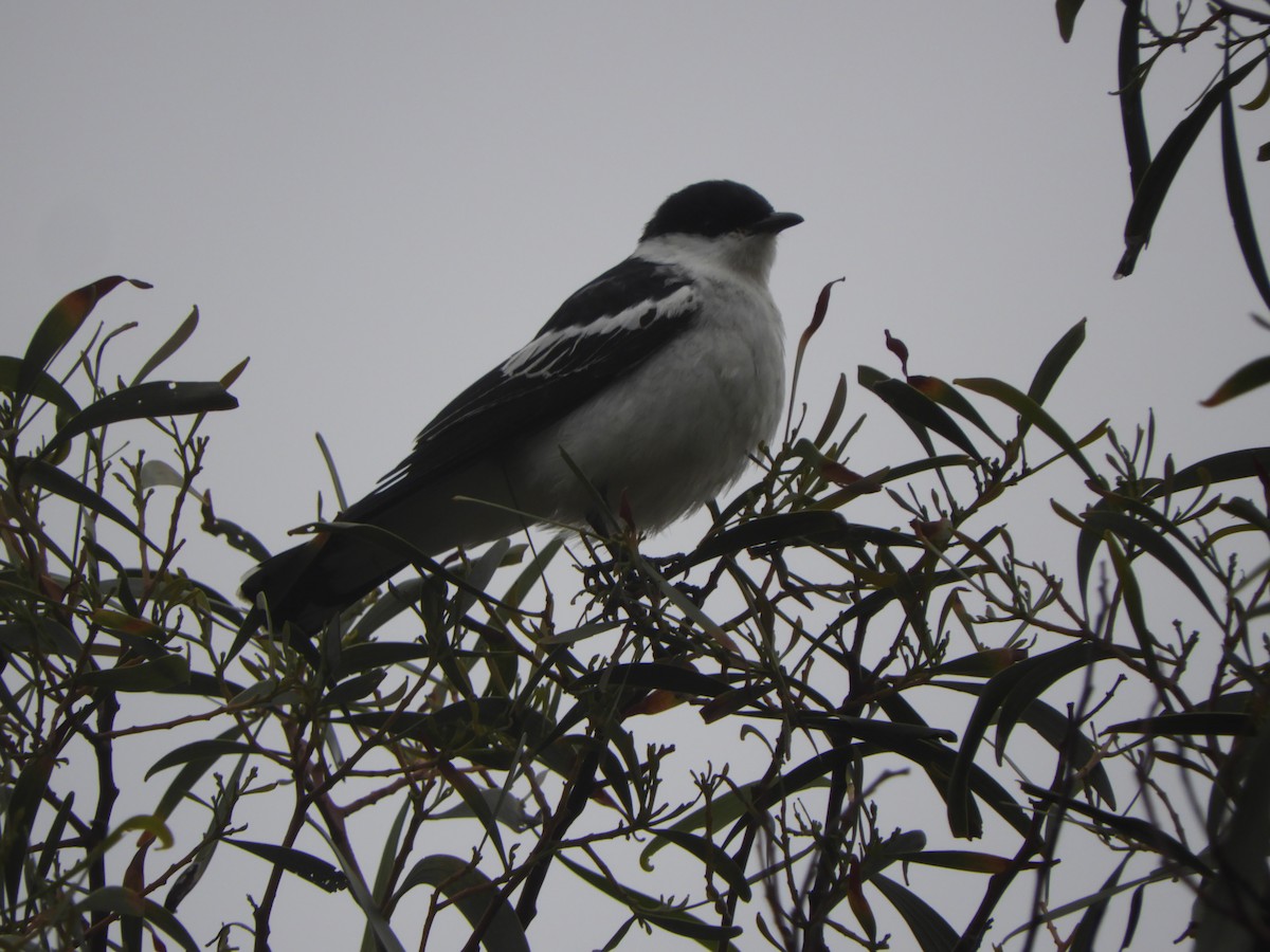 Oruguero Tricolor - ML644582124