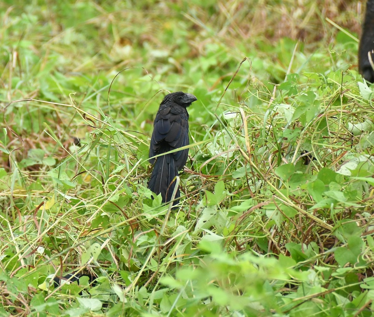 Garrapatero Asurcado - ML644582125