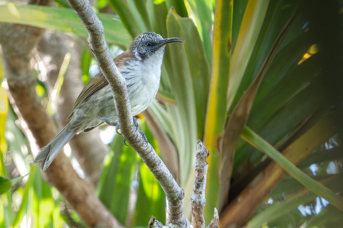 svartkronehonningeter - ML644582126