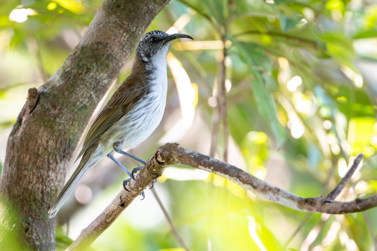 svartkronehonningeter - ML644582127