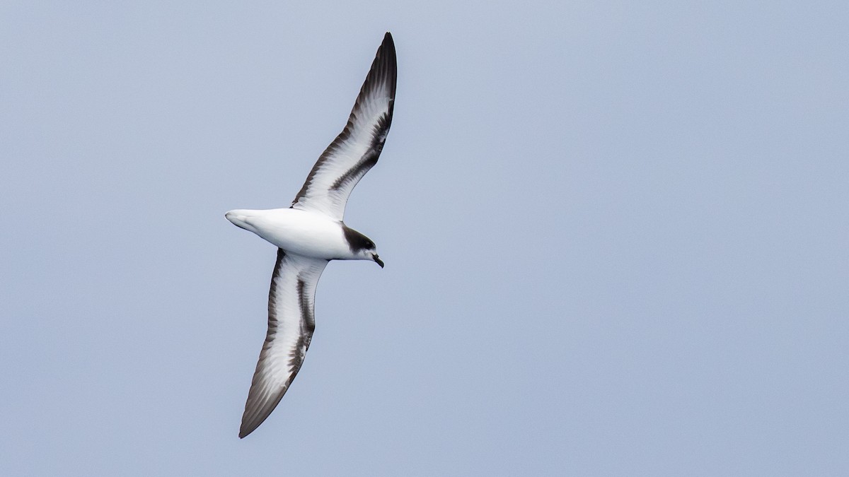 Pétrel de Gould - ML644582129