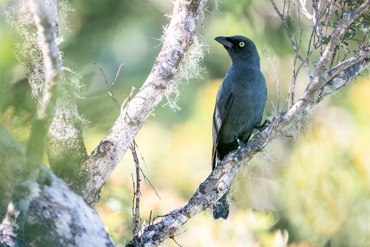 melanesialarveeter - ML644582130