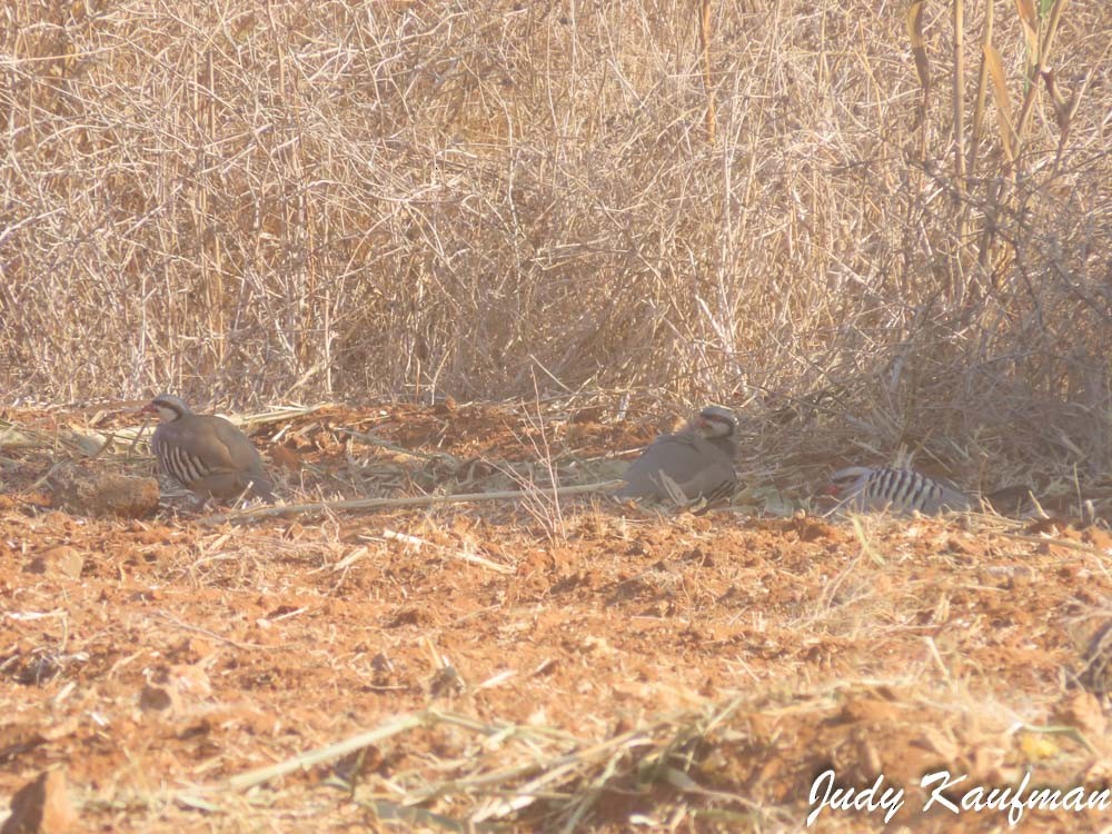 Chukar - ML644582133
