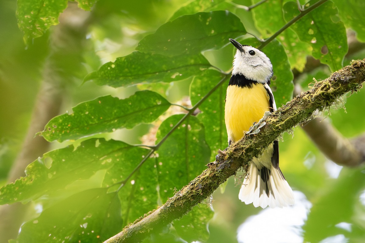 vanuatumonark - ML644582140