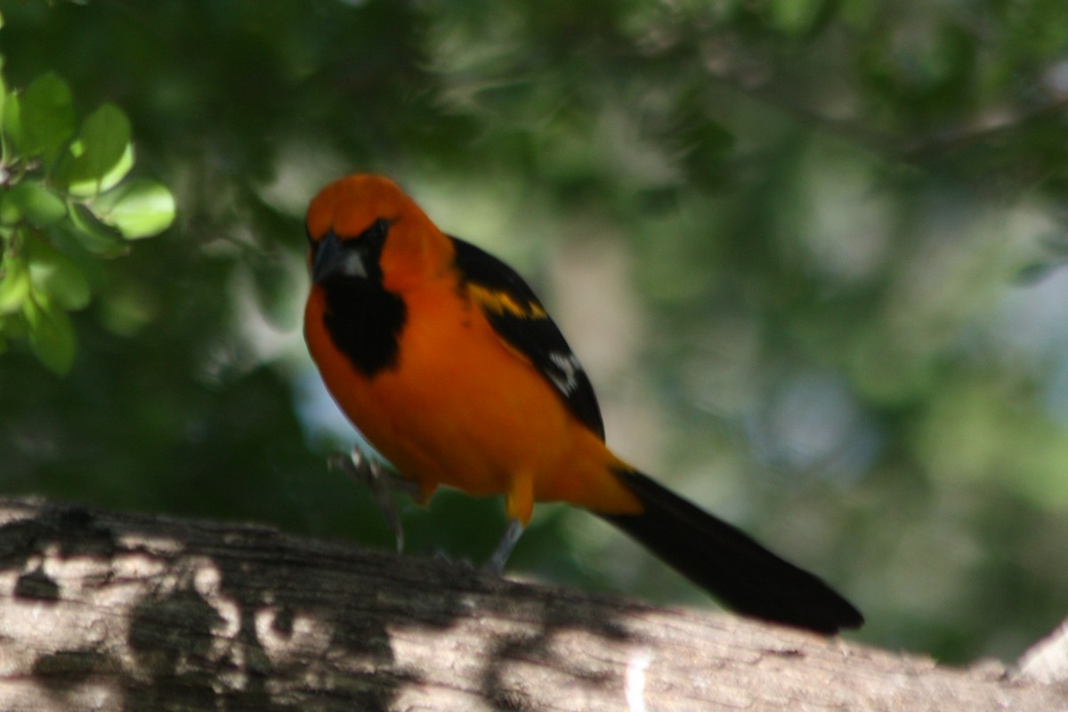 Altamira Oriole - ML644582144